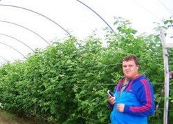 Кирило Головачов оглядає малину в плівковому тунелі